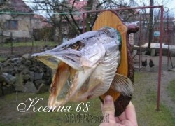 Ксения 68 - Чучело из головы рыбы.МК