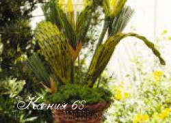Ксения 68 - Каллы МК (газетная лоза)