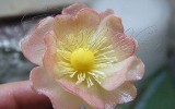 Ксения 68 - Цветок шиповника из соленого теста