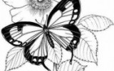 Ксения 68 - Трафареты бабочек и гусениц