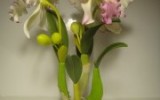 Ксения 68 - Цветок Катталея из полимерной глины. МК