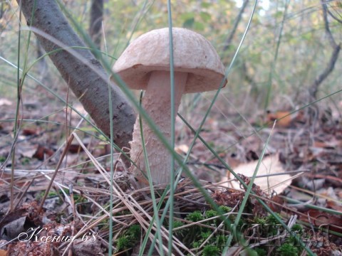 Хочу вам показать какие грибы растут в нашем лесу. Наслаждайтесь...