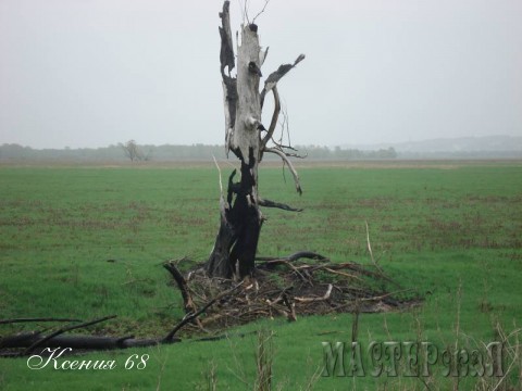 В 2010-м году в Воронежской области сгорело очень много деревьев. Это все, что от них осталось.