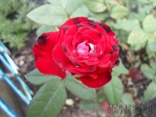 Увеличить 20132207222039.jpg
