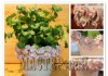 Ксения 68 - Цветочные горшки с розами из пластики