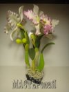 Ксения 68 - Цветок Катталея из полимерной глины. МК